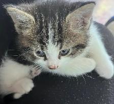 Cute and adorable kittens - Photo 6