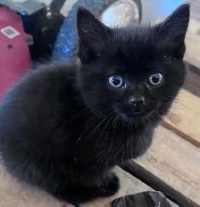 Cute and adorable kittens - Photo 7
