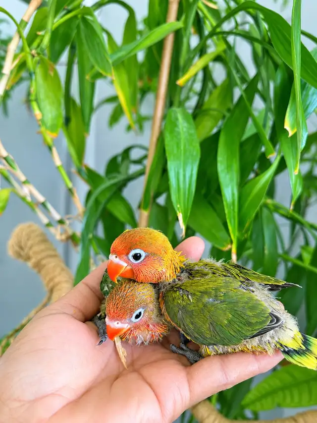 Love bird babies (Opaline and euwing Fischer)