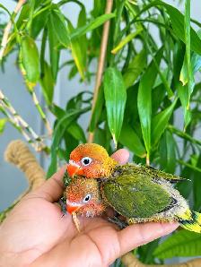 Love bird babies (Opaline and euwing Fischer)