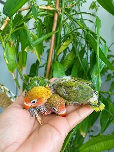 Love bird babies (Opaline and euwing Fischer) - Photo 2