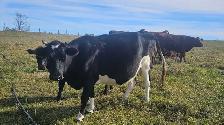 Bred  Holstein Jersey Cross cow