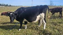 Bred  Holstein Jersey Cross cow - Photo 2