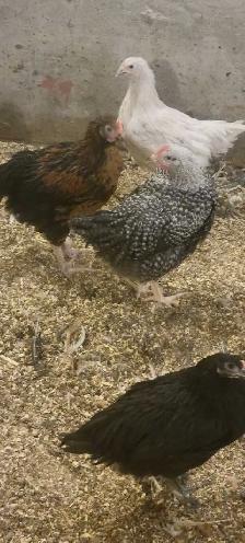 Rooster's