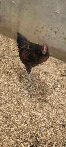 Rooster's - Photo 2