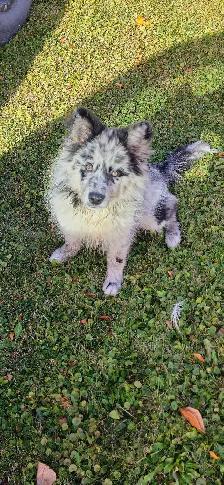 Male pup