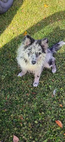 Male pup - Photo 2