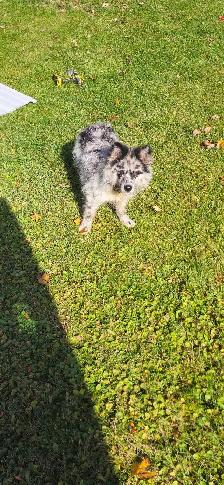 Male pup - Photo 3