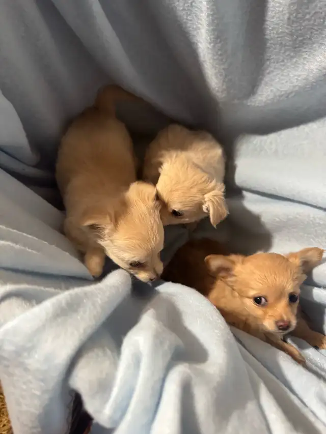 chihuahua puppies for sale