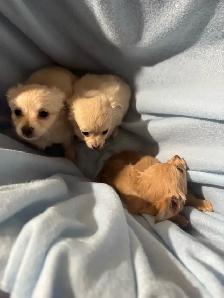 chihuahua puppies for sale - Photo 2