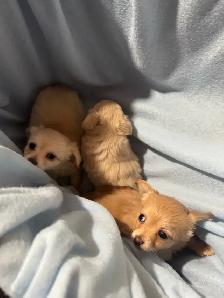 chihuahua puppies for sale - Photo 3