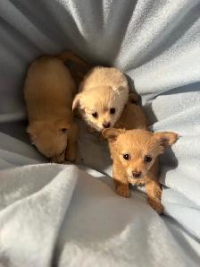 chihuahua puppies for sale - Photo 4