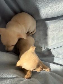 chihuahua puppies for sale - Photo 5