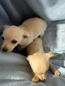 chihuahua puppies for sale - Photo 6