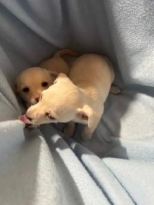 chihuahua puppies for sale - Photo 7