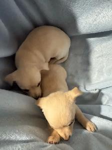 chihuahua puppies for sale - Photo 8