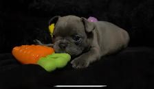 ✨Blue Frenchton - Ready Soon!✨