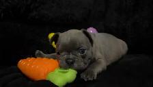 ✨Blue Frenchton - Ready Soon!✨ - Photo 2