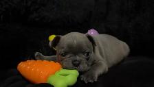✨Blue Frenchton - Ready Soon!✨ - Photo 3