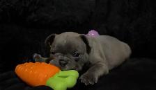 ✨Blue Frenchton - Ready Soon!✨ - Photo 4