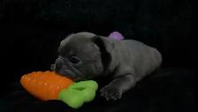 ✨Blue Frenchton - Ready Soon!✨ - Photo 5