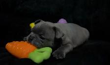 ✨Blue Frenchton - Ready Soon!✨ - Photo 6
