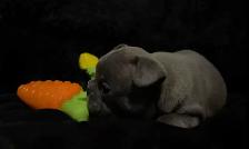 ✨Blue Frenchton - Ready Soon!✨ - Photo 7