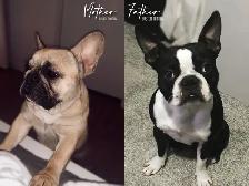 ✨Blue Frenchton - Ready Soon!✨ - Photo 8