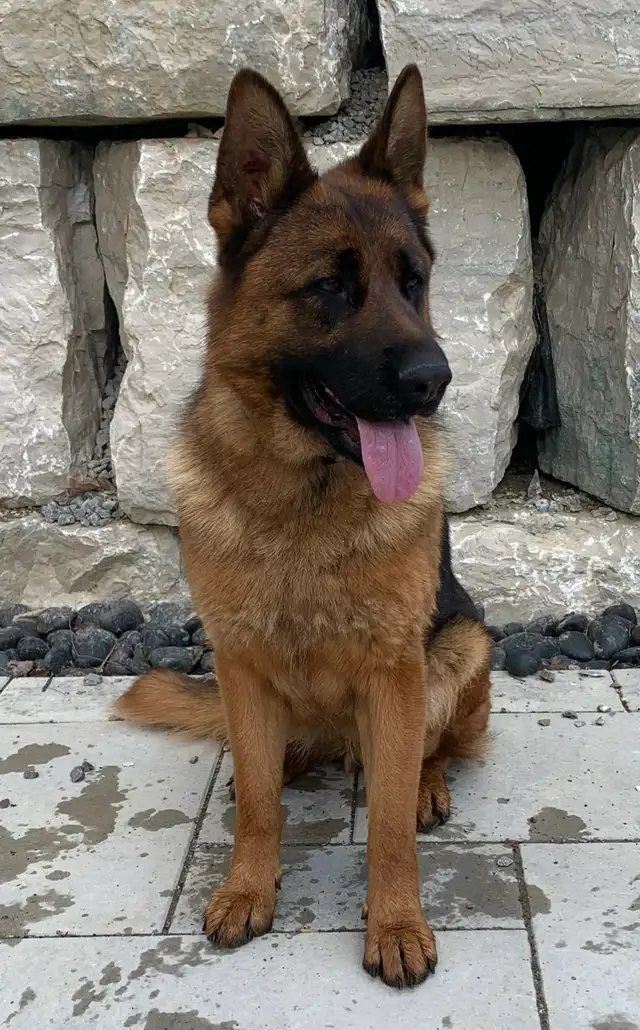 German Shepherd Female Dog Pure Bred CKC Reg’d