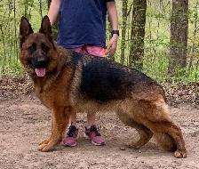 German Shepherd Female Dog Pure Bred CKC Reg’d - Photo 2