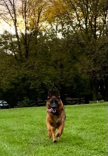 German Shepherd Female Dog Pure Bred CKC Reg’d - Photo 3