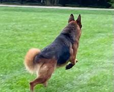 German Shepherd Female Dog Pure Bred CKC Reg’d - Photo 4
