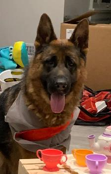 German Shepherd Female Dog Pure Bred CKC Reg’d - Photo 5