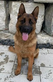 German Shepherd Female Dog Pure Bred CKC Reg’d - Photo 6