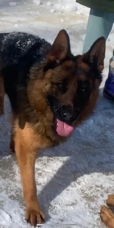 German Shepherd Female Dog Pure Bred CKC Reg’d - Photo 7