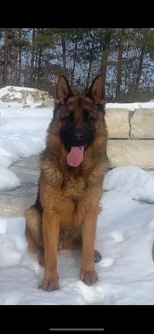 German Shepherd Female Dog Pure Bred CKC Reg’d - Photo 8