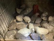 Jumbo Quail breeding Colonies