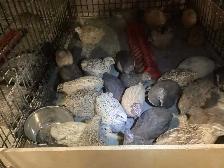 Jumbo Quail breeding Colonies - Photo 2