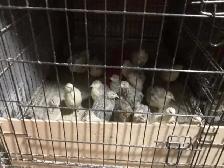 Jumbo Quail breeding Colonies - Photo 4