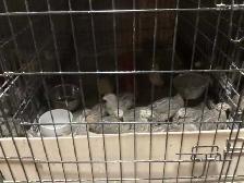 Jumbo Quail breeding Colonies - Photo 5