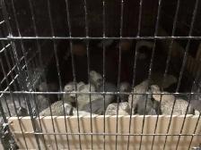 Jumbo Quail breeding Colonies - Photo 6
