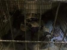 Jumbo Quail breeding Colonies - Photo 7