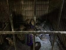 Jumbo Quail breeding Colonies - Photo 8