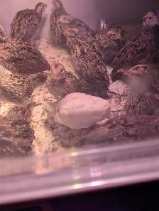 Jumbo Quail breeding Colonies - Photo 9