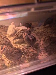 Jumbo Quail breeding Colonies - Photo 10