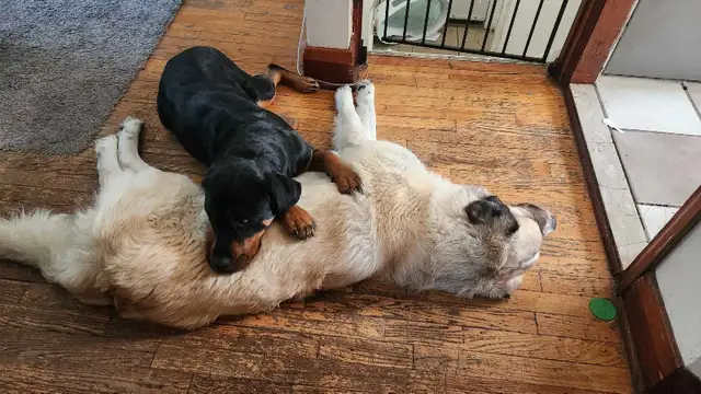 1.5 female Rottweiler