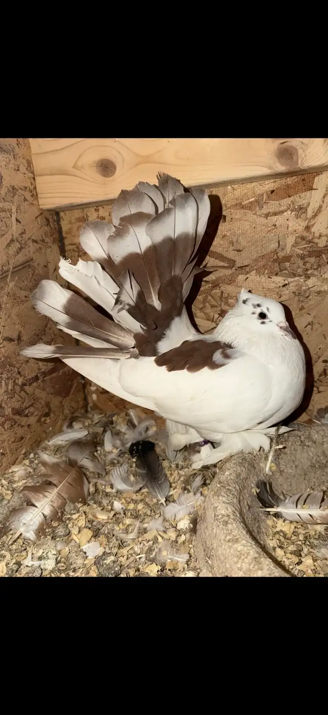 White Tail Mark Indian Fantail Hen Pigeon - $60
