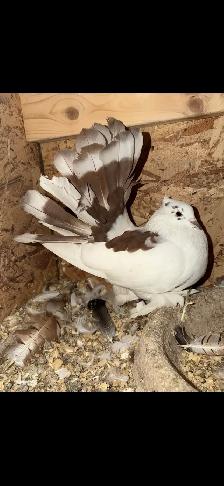 White Tail Mark Indian Fantail Hen Pigeon - $60