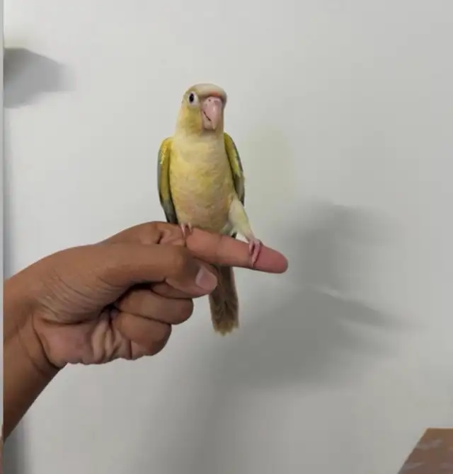 Turqouise Conure