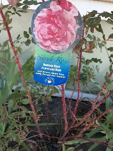 Parkland Rose 'Morden Rusy' Red flowers - Photo 2
